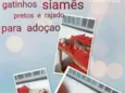 Lorrane e lola