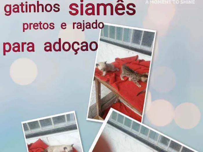 Gato raça Siamês ,pretos e trigado idade Abaixo de 2 meses nome Lorrane e lola