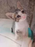 Bela e bete
