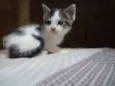 Bela e bete