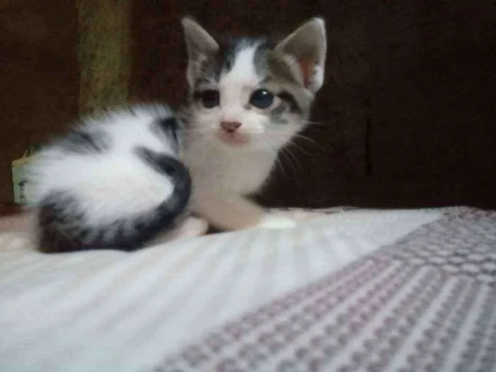 Gato raça Srd idade Abaixo de 2 meses nome Bela e bete