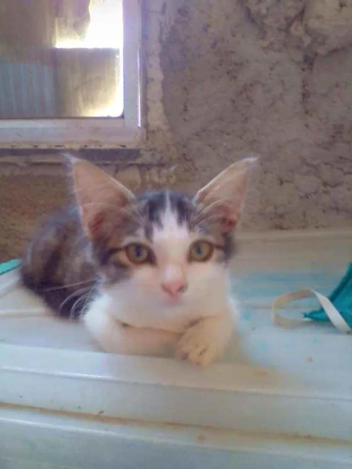 Gato raça Srd idade 2 a 6 meses nome Melissa