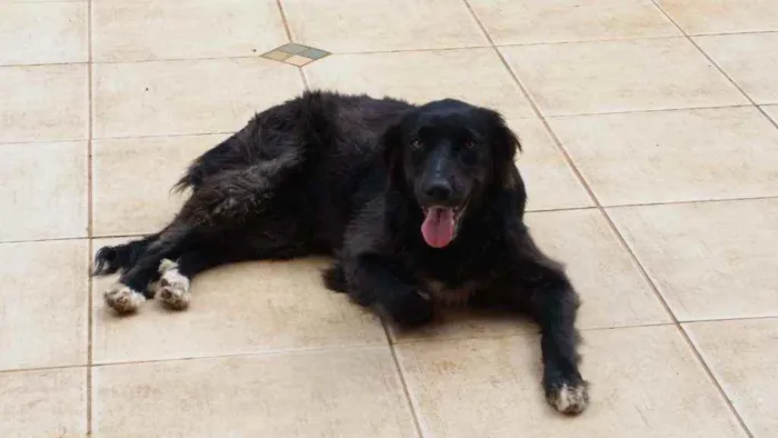 Cachorro ra a Border Collie idade 1 ano nome Amora