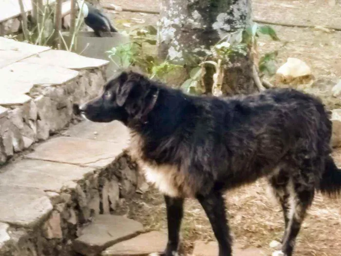Cachorro ra a Border Collie idade 1 ano nome Amora