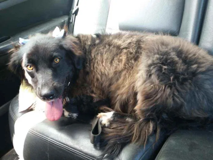 Cachorro ra a Border Collie idade 1 ano nome Amora