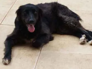 Cachorro raça Border Collie idade 1 ano nome Amora