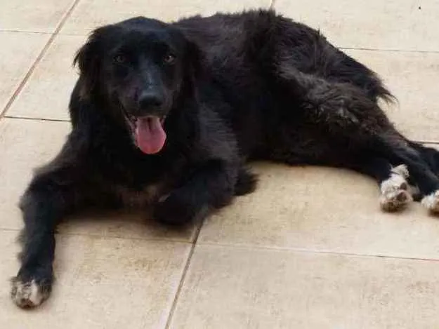 Cachorro ra a Border Collie idade 1 ano nome Amora