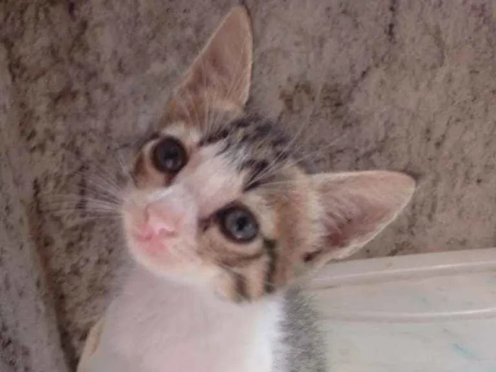Gato raça Srd idade Abaixo de 2 meses nome Bela e bete