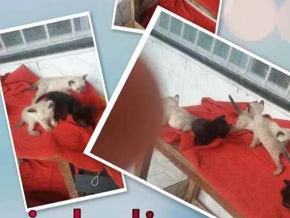 Gato raça Siamês ,pretos e trigado idade Abaixo de 2 meses nome Lorrane e lola
