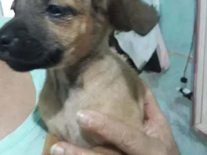 Cachorro raça Vira lata  idade 2 a 6 meses nome Luluzinha