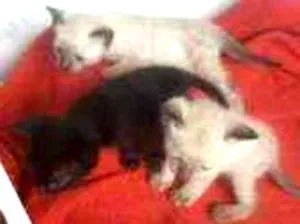 Gato raça Siamês ,pretos e trigado idade Abaixo de 2 meses nome Lorrane e lola