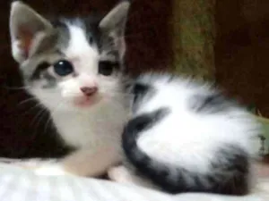 Gato raça Srd idade Abaixo de 2 meses nome Bela e bete