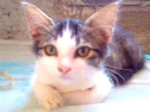 Gato raça Srd idade 2 a 6 meses nome Melissa