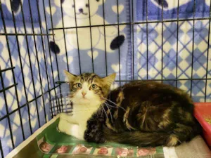 Gato raça Srd idade 2 a 6 meses nome Logan