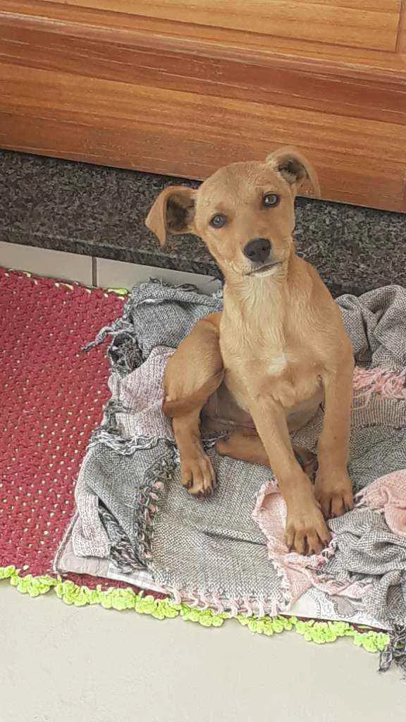 Cachorro ra a Não definida idade 2 a 6 meses nome Lilica