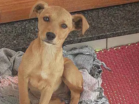 Cachorro ra a Não definida idade 2 a 6 meses nome Lilica