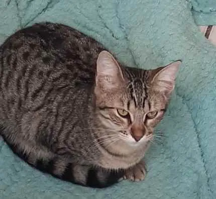 Gato ra a  idade 2 anos nome Não sei 