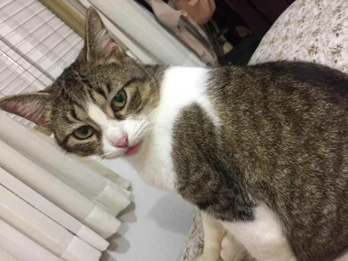 Gato ra a  idade 2 anos nome Não sei 