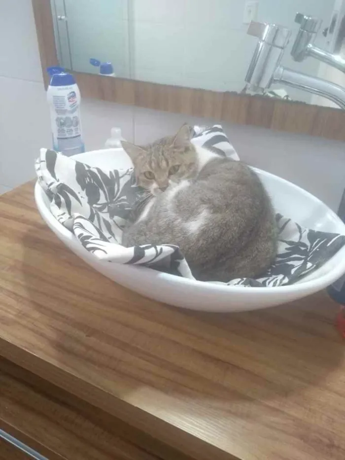 Gato ra a  idade 2 anos nome Não sei 