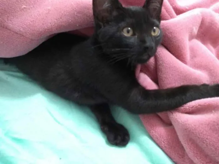 Gato ra a  idade 2 anos nome Não sei 