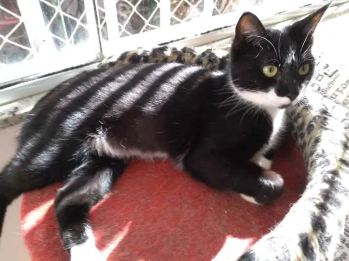 Gato ra a  idade 2 anos nome Não sei 