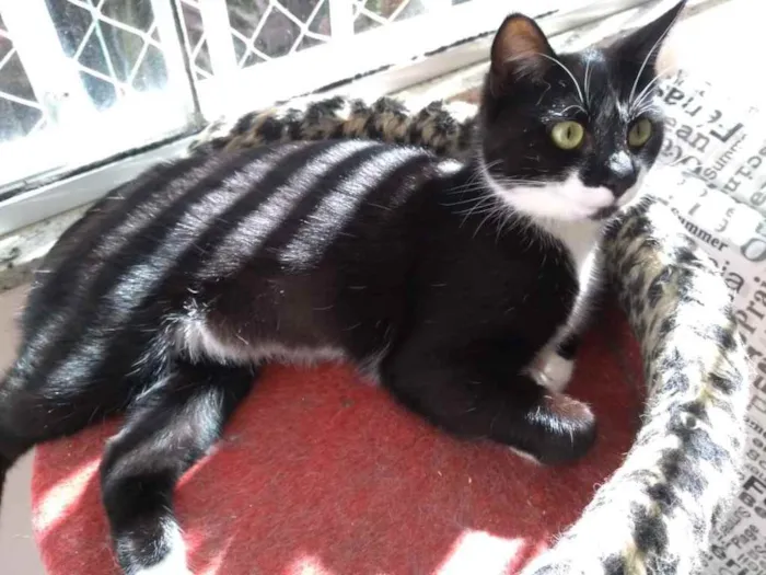 Gato ra a  idade 2 anos nome Não sei 
