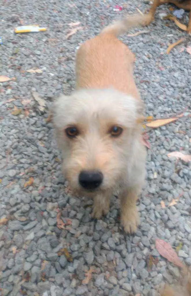 Cachorro raça Mistura  idade 2 anos nome Princesa 