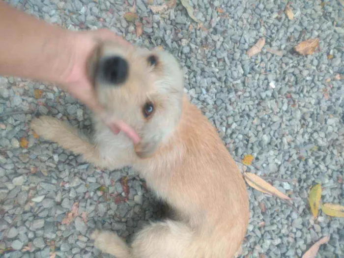 Cachorro raça Mistura  idade 2 anos nome Princesa 