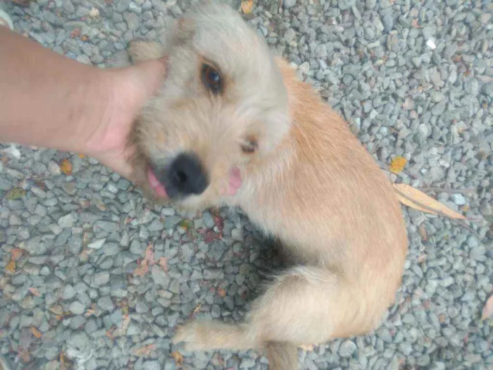 Cachorro raça Mistura  idade 2 anos nome Princesa 