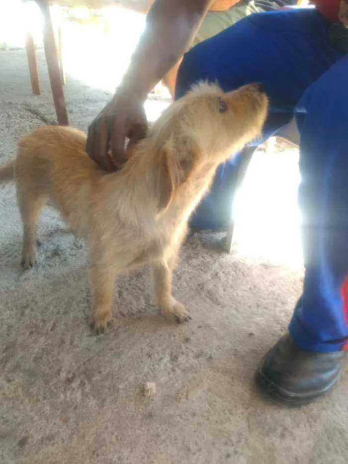 Cachorro raça Mistura  idade 2 anos nome Princesa 