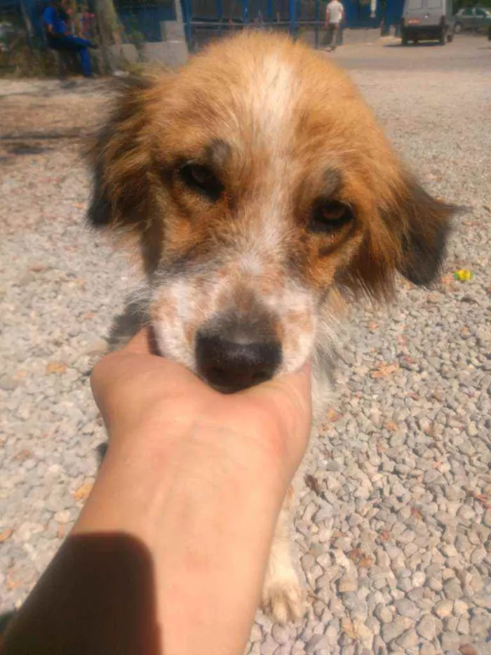 Cachorro ra a Mistura  idade 2 anos nome Amora 