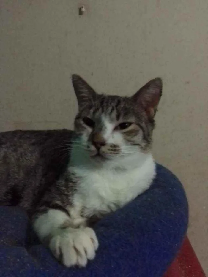 Gato ra a SRD idade 1 ano nome Miguel