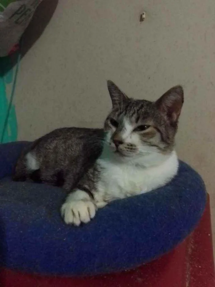 Gato ra a SRD idade 1 ano nome Miguel
