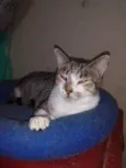 Miguel