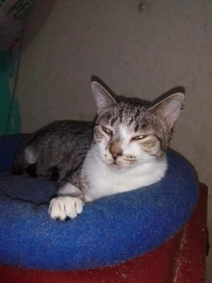 Gato ra a SRD idade 1 ano nome Miguel