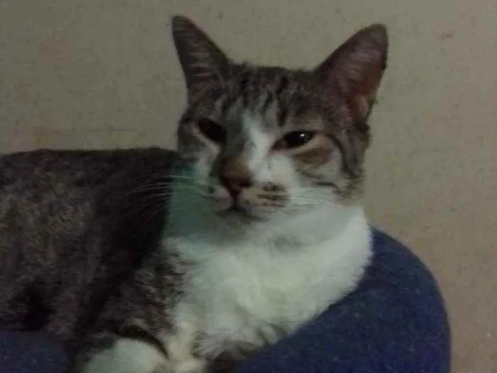 Gato ra a SRD idade 1 ano nome Miguel