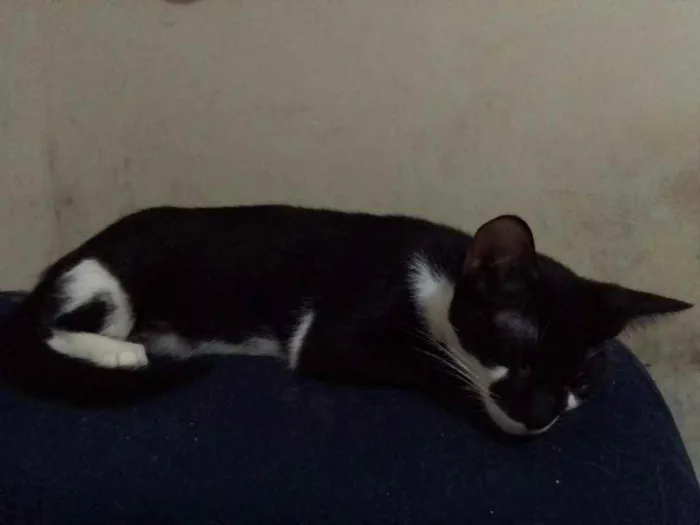 Cachorro ra a SRD idade 7 a 11 meses nome Théo