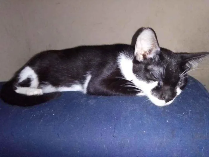 Cachorro ra a SRD idade 7 a 11 meses nome Théo