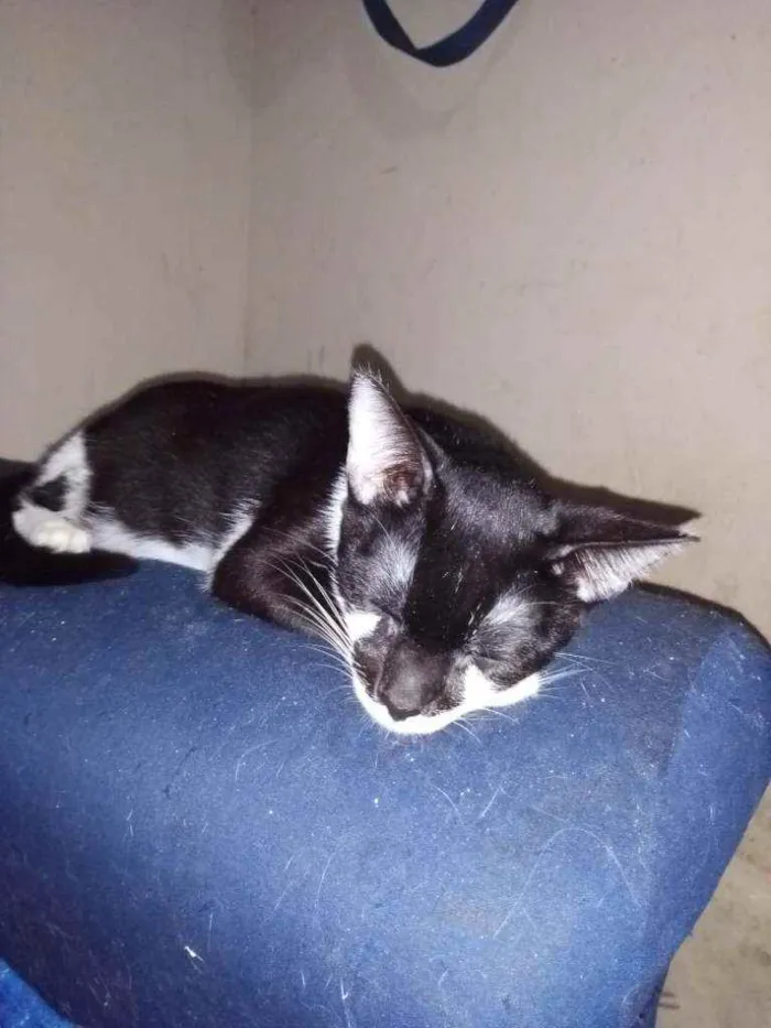 Cachorro ra a SRD idade 7 a 11 meses nome Théo