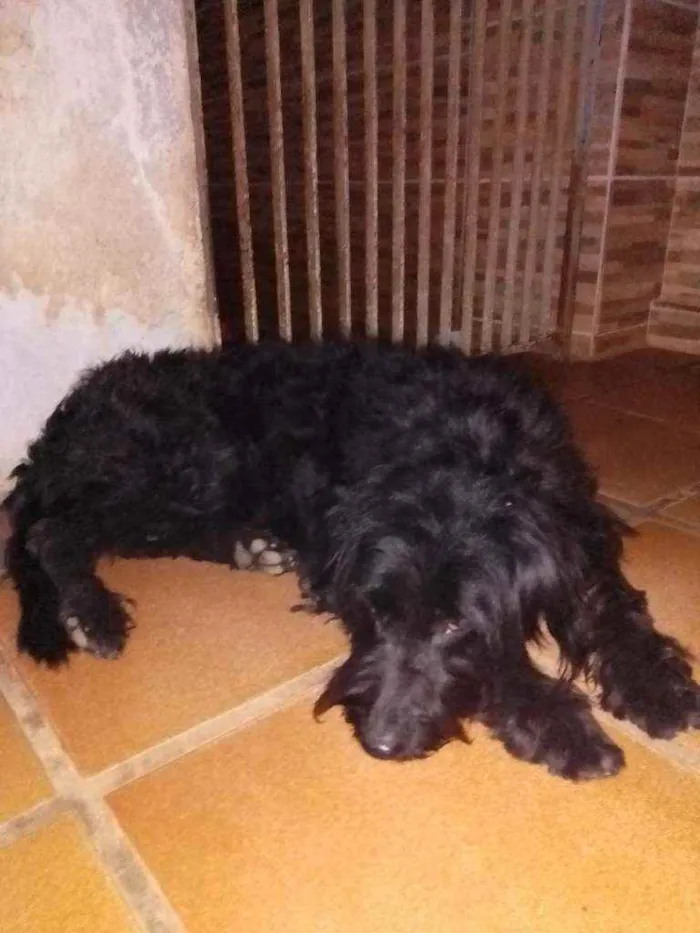 Cachorro ra a Poodle com viralata idade 1 ano nome Esmeralda
