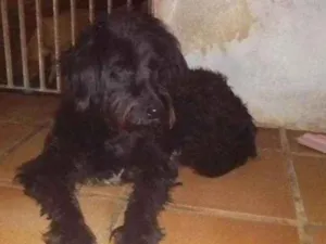 Cachorro raça Poodle com viralata idade 1 ano nome Esmeralda