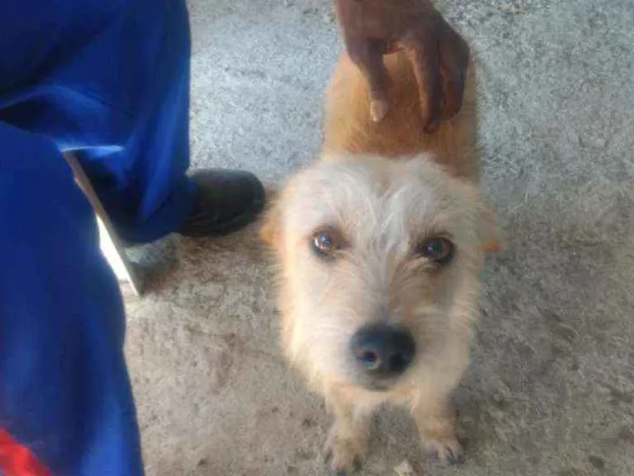 Cachorro raça Mistura  idade 2 anos nome Princesa 