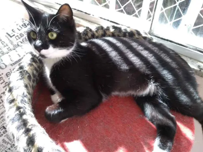 Gato ra a  idade 2 anos nome Não sei 