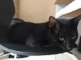 Simão