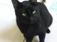 Simão