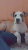 Pantera