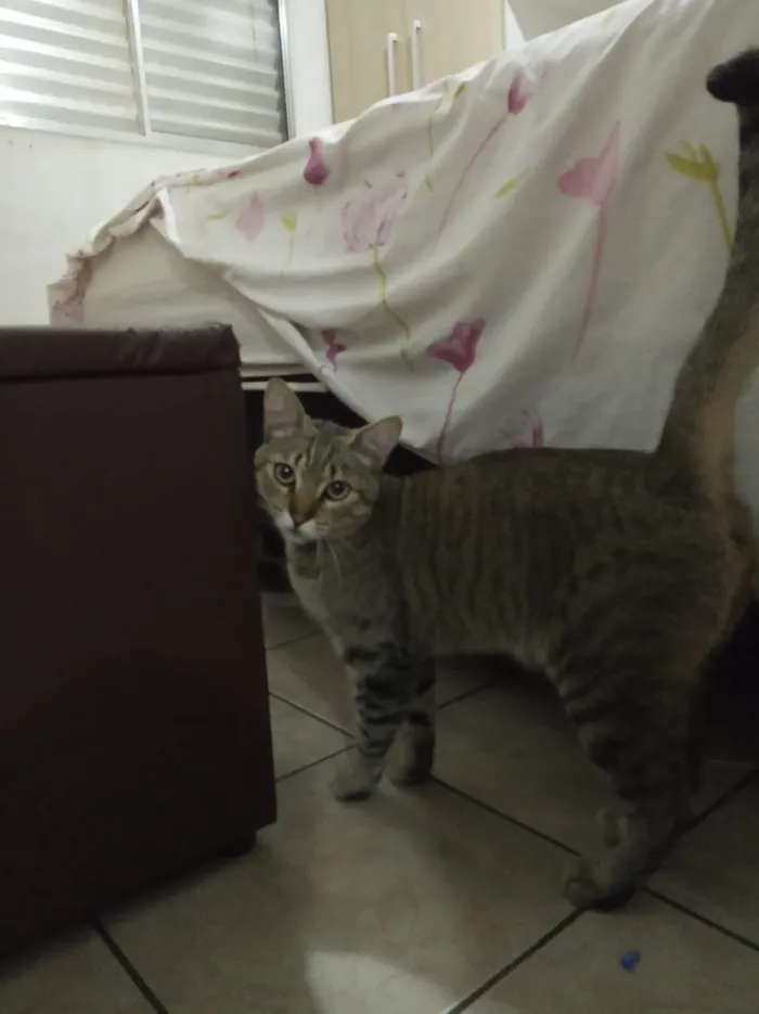 Gato ra a Pelo curto americano  idade 1 ano nome Leon 