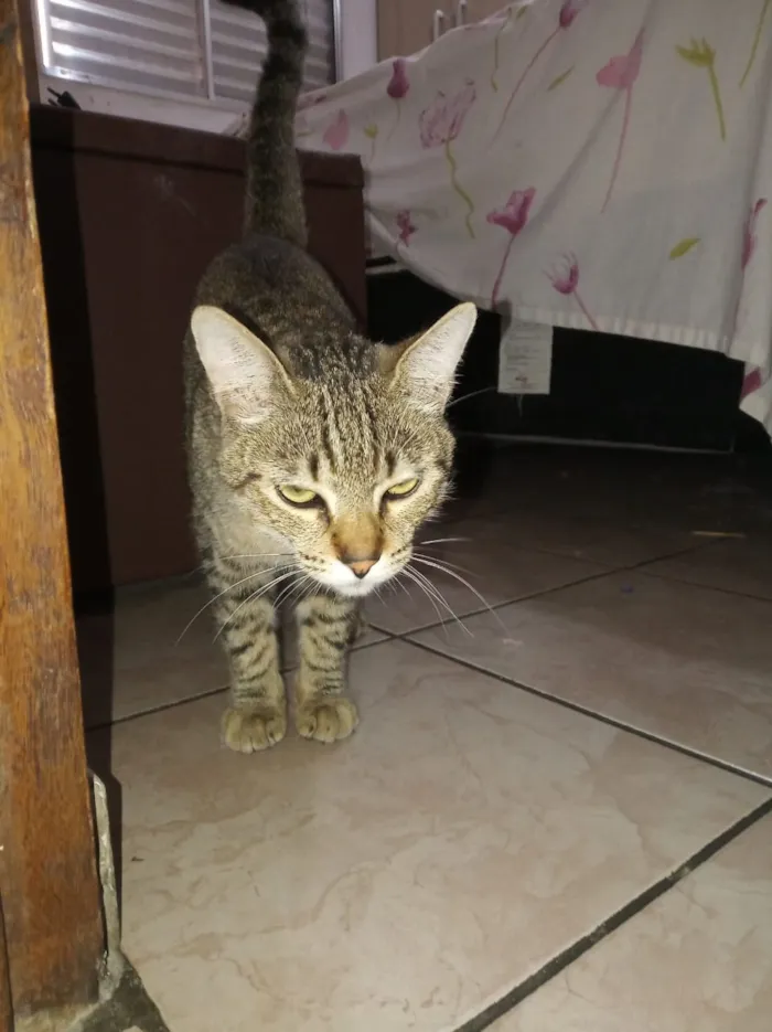 Gato ra a Pelo curto americano  idade 1 ano nome Leon 