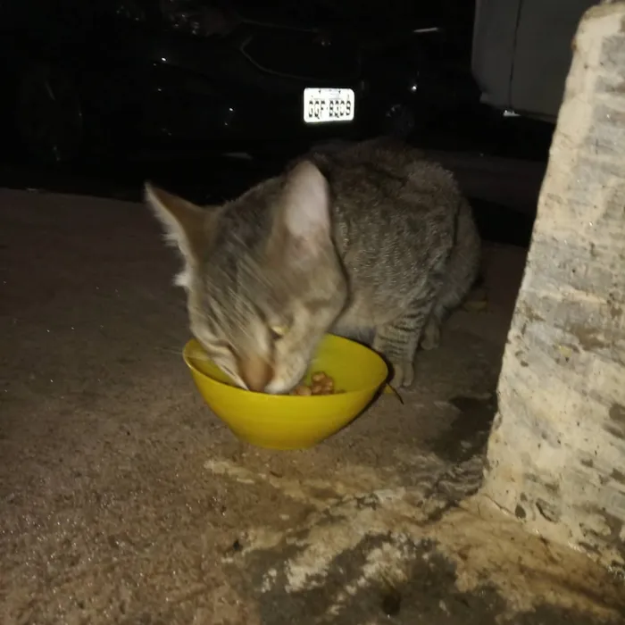 Gato ra a Pelo curto americano  idade 1 ano nome Leon 