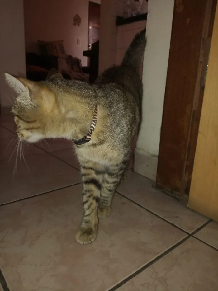 Gato ra a Pelo curto americano  idade 1 ano nome Leon 